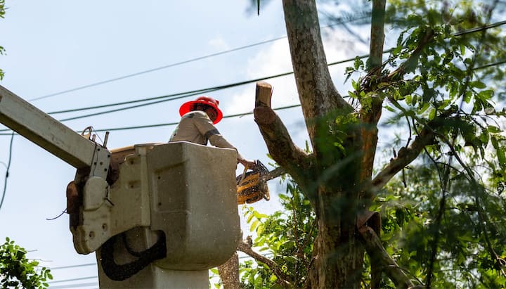 A professional chopping down a tree with a saw in Alexandria, VA