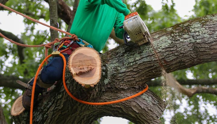 A tree being trimmed in Alexandria, VA.