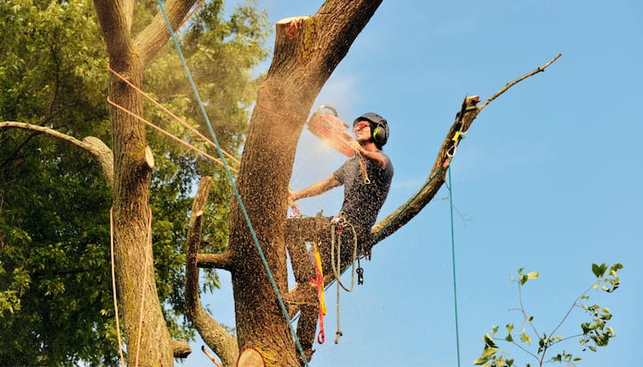 A tree trimming expert chopping down a tree in Alexandria, VA.