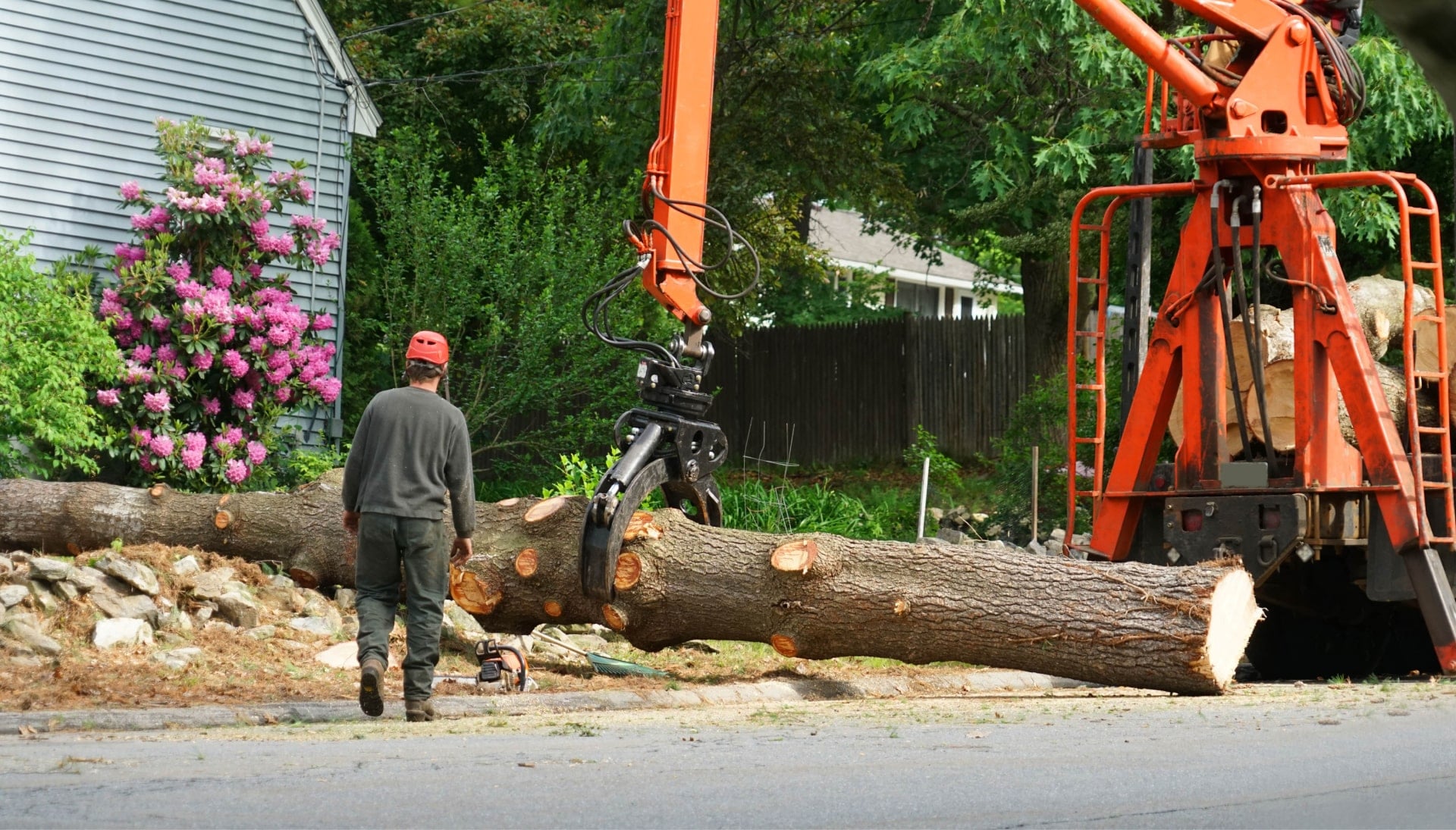 A tree knocked over by tree trimming professionals in Alexandria, VA.
