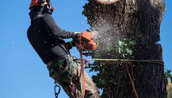 A tree trimming expert chopping a tree in Alexandria, VA.